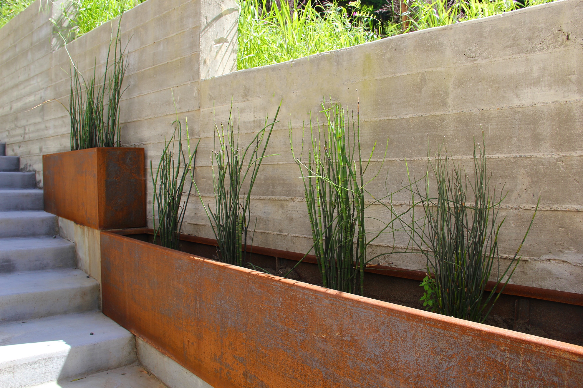 steel planters with horsetail plants inside